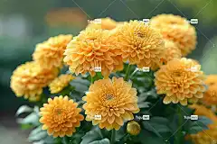 Ai产生的 花朵 菊花 花瓣 橙色的 植物 开花 黄色 盛开