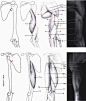 【学人体】男性手臂肌肉块与骨骼~~~（相关微博：http://t.cn/8kidQsn ）