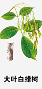 大叶白蜡树png免抠素材_新图网 https://ixintu.com 中药 百草 本草纲木 草药 医疗保健 药材