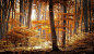 General 1600x925 forest nature landscape trees fall