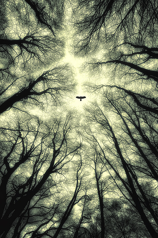 Photograph A bird by...