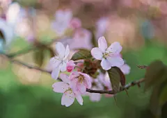 粉红色的桃花桌面高清壁纸桌面壁纸1