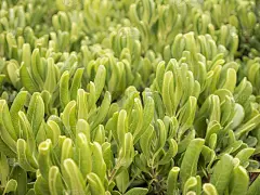 海桐绿叶树篱宏观视野背景