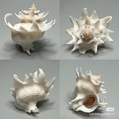 邪恶派ed采集到贝壳 鱼 海