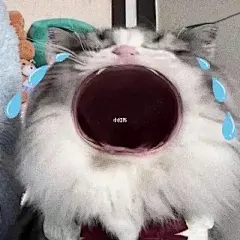 大嘴猫表情包｜无文字版真诚奉上！