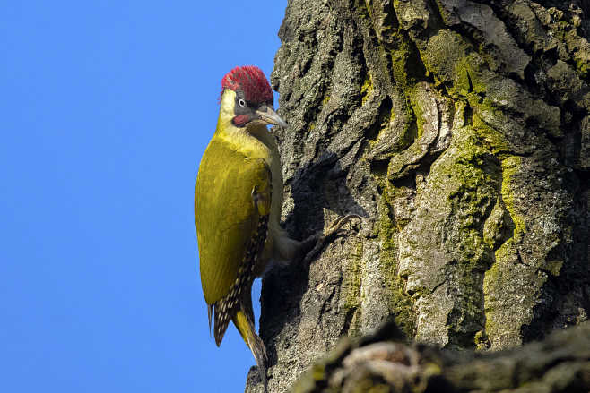 欧洲绿啄木鸟 Picus viridis...