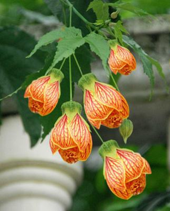 纹瓣悬铃花