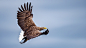 Sea Eagle : Sea Eagle