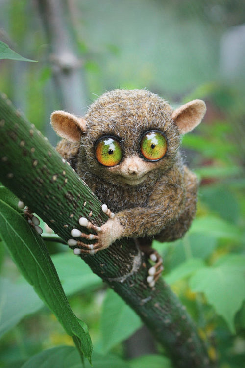 "the tarsier [stuffe.