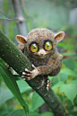 “The tarsier [stuffed toy]” by Irentoys: http://bit.ly/2EiZVDT.