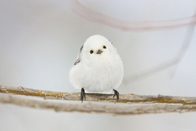 今日份的治愈豆大福银喉长尾山雀的67676767