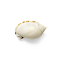 贝壳