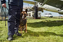 保安警犬在机场值班