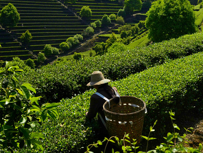 tea plucker at work ...