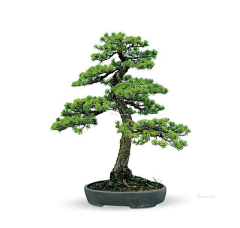 ME花草园艺采集到盆景/大/中/小/微
