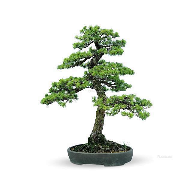 日本名赏盆栽五针松“傲世风骨”，树龄15...