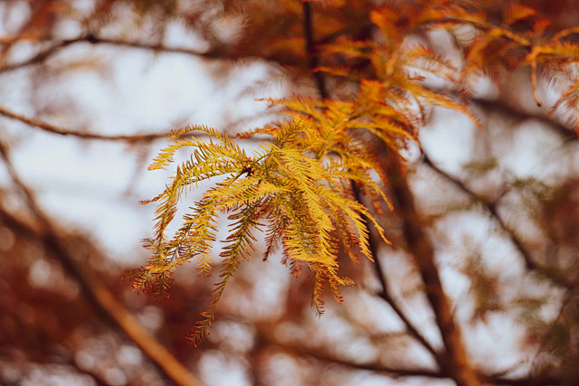 中山杉（Taxodium 'Zhongshanshan'）为杉科（柏科）落羽杉属乔木。它是由落羽杉作为母本，墨西哥落羽杉作为父本杂交而成的优良 ...