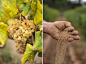 Harvest Luis Pato : In early September I was asked to record a day of harvest, showing the process of the lives of those who team with one of the best wine producers in Portugal, Luis Pato. The work and the skills required are far from simple. They reach 