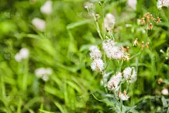 小白花