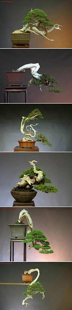 mili2012采集到植物