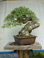 Pin by Mary-Jo Krenik Gill on # BONSAI - collaboration | Pinterest