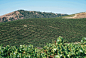 Pinot-Noir-Gear-Patrol-Ambiance-3