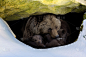 冬天，一只棕色的熊带着两只幼崽在一块大岩石下的洞穴里向外张望