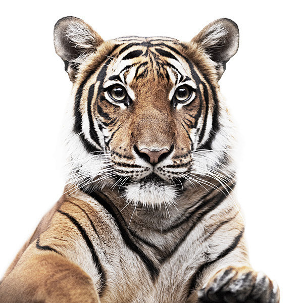 欧美animalportraits动物肖像摄影酷图编号935877