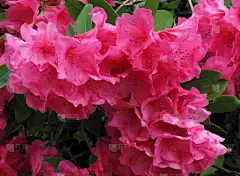 粉红色的杜鹃花作为情人节贺卡的背景