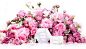 鲜花故事|FlowerPlus花+(花加)鲜花订阅,包月鲜花-用鲜花点亮生活,网上订花【花+】