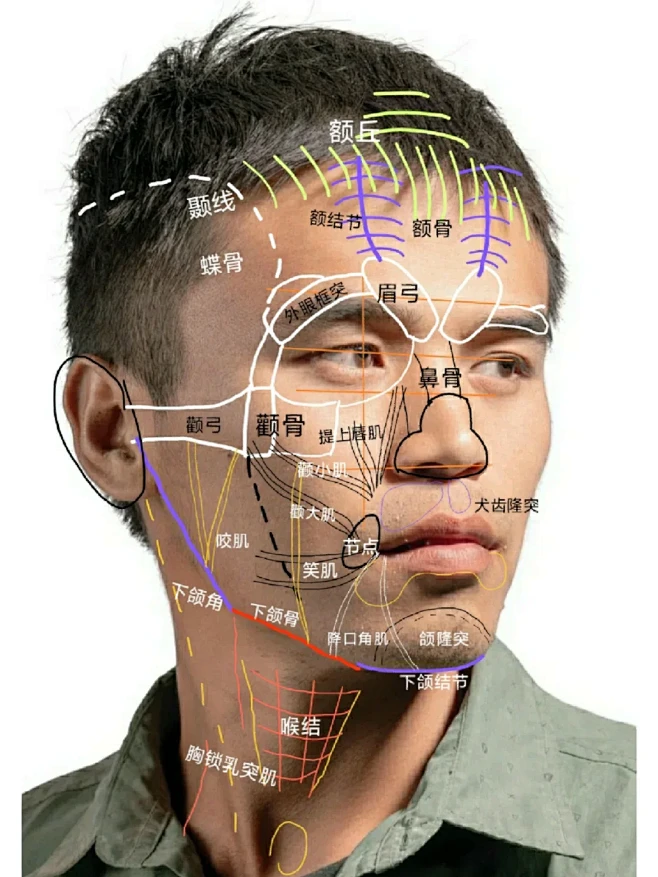 男青年头像骨点肌肉解析参考