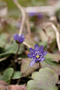 Hepatica ,美丽的雪割草是早春的山草，“雪割”，日语里是破雪而出的意思。在山坡上还留有残雪的时候，雪割草就从雪里伸出花朵，告诉人们春天就要来到了。