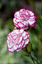 康乃馨 Dianthus caryophyllus_TOPUP顶上 - 视觉留意·创意加分 - TOPUPDS.COM