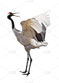丹顶鹤,一个物体,分离着色,垂直画幅,野生动物,灰色,无人,鸟类,白色背景,动物身体部位
