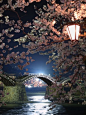 樱花和锦带桥，岩国，日本山口县： 