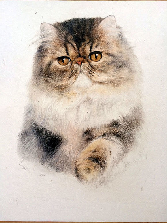 很萌的动物彩铅画教程