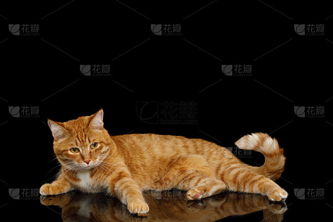华丽的姜猫在孤立的黑色背景