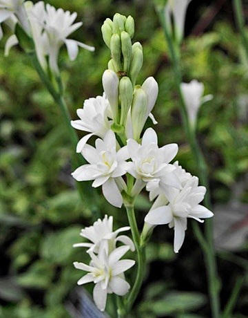 Tuberose
晚香玉 / 夜来香
花...