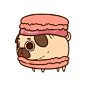 Chien-Macarons