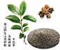 山茶籽手绘的 搜索结果_360图片