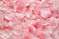 粉红色玫瑰花瓣背景，macdown高清图片素材，图片，素材，图片设计，插画，插画设计，艺术，创意图片素材