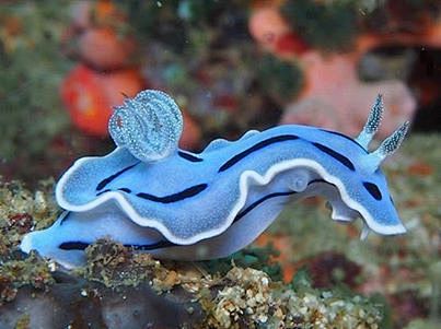 美麗的海洋生物 - 海蛞蝓。 #鱼类#