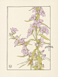 Foord Pochoir Flower Studies 1901