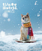 日本的全国通用图书卡有个柴犬的系列海报，标语是“得到后会更想读书”，每年春夏秋冬都会更新，是真的很想读书了啊！
