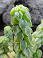 Peperomia columella