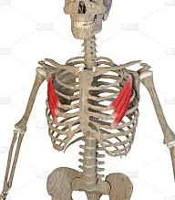 三维插图胸小肌的白色背景