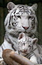 White Indian tiger cub sits with its mother..