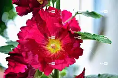 蜀葵 花园白杨玫瑰 花卉背景 花壁纸 常见的牡丹 美丽的花朵
