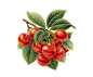 botanical branding  digital Fruit handmade identity ILLUSTRATION  inspiration Label Packaging