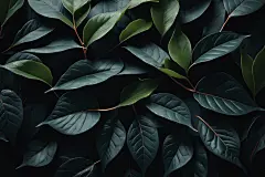 大自然绿色叶子背景图